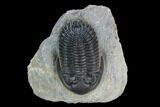 Hollardops Trilobite - Excellent Preparation #125098-2